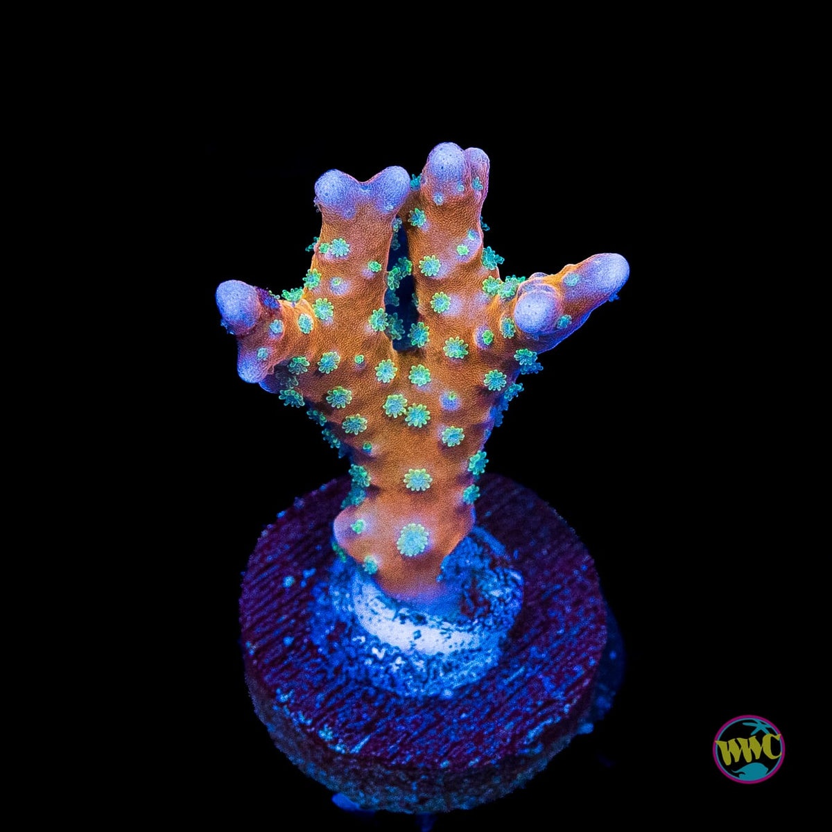RR Tropicana Anacropora