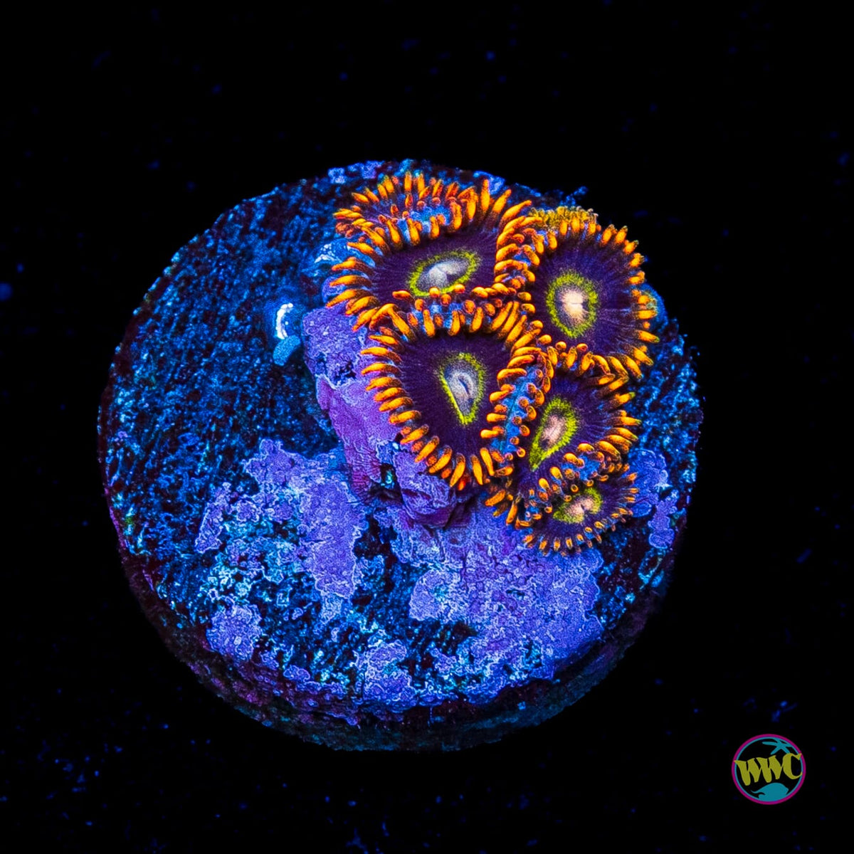 Rainbow Hornet Zoanthids