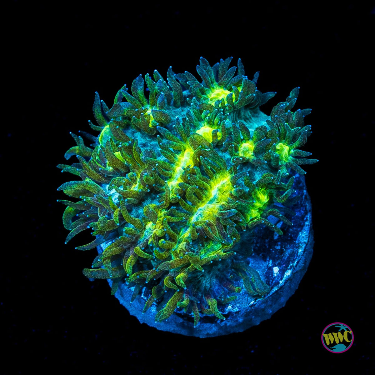 Jason Fox Blueberry Blast Hydnophora