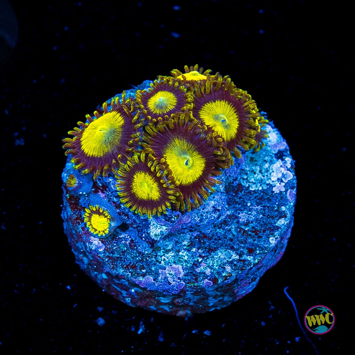 WWC King Midas Zoanthids