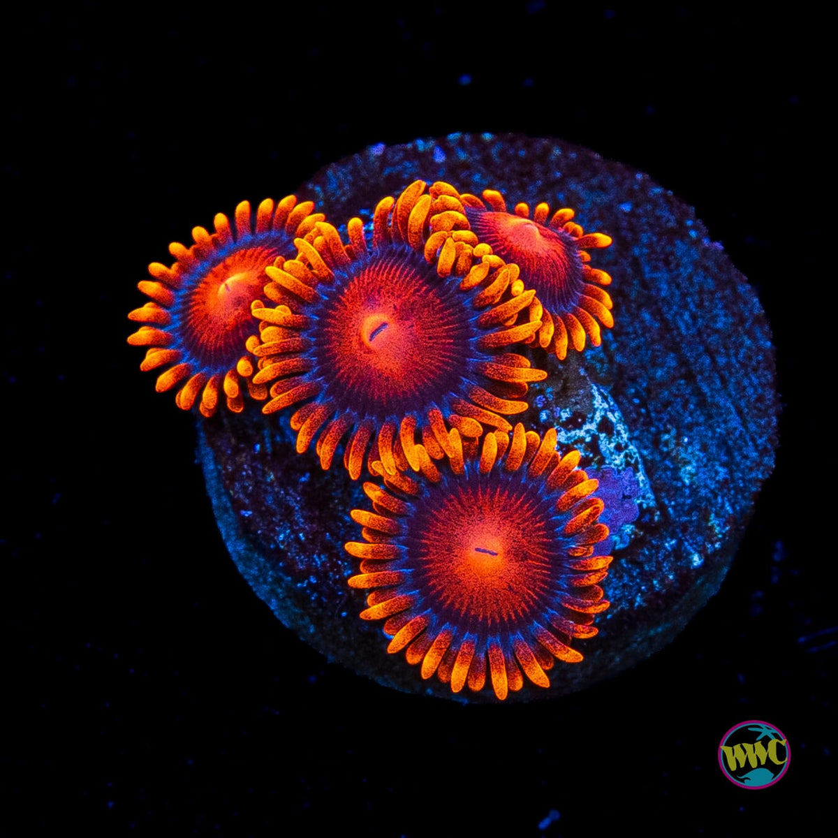 Bam Bamz Zoanthids