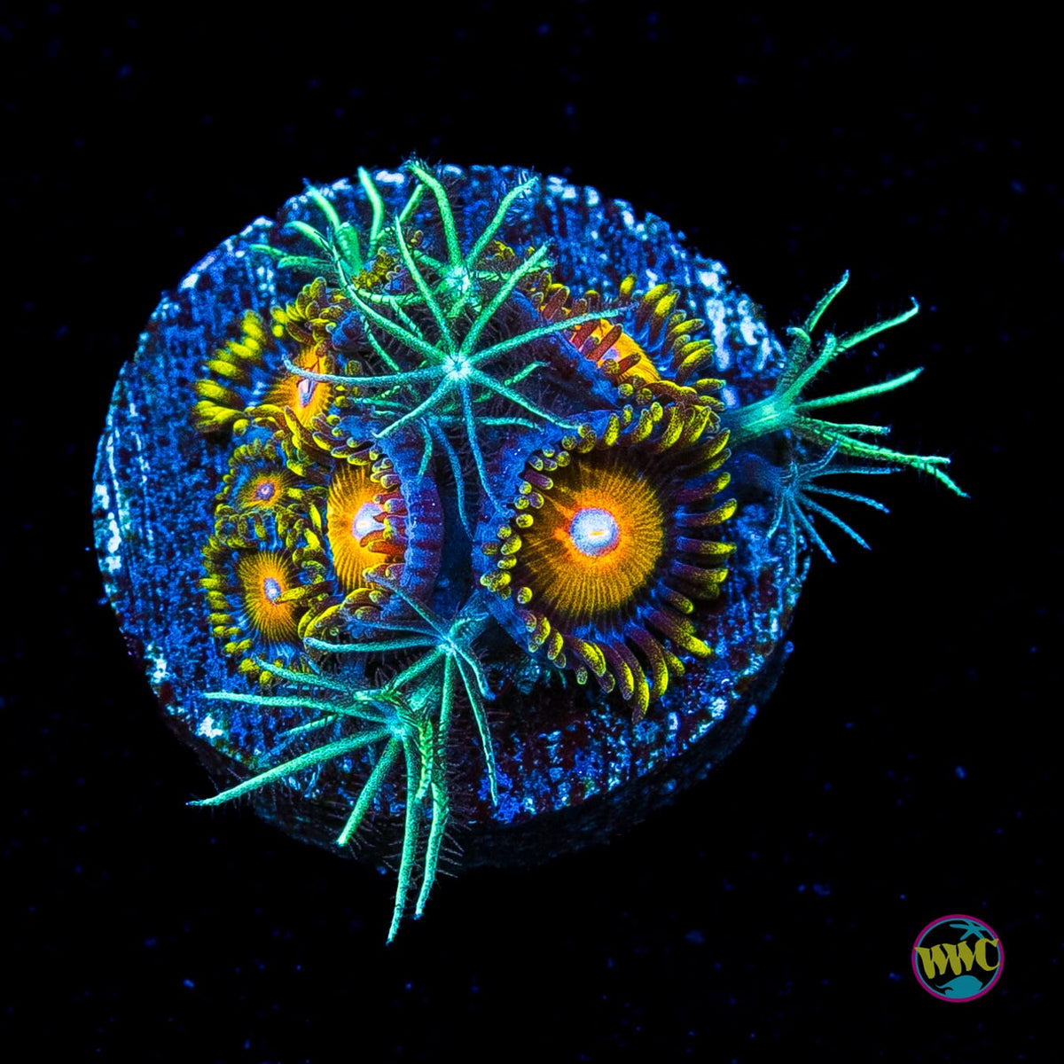 WWC SIzzling Star Polyps and Super Saiyan Combo Zoanthids