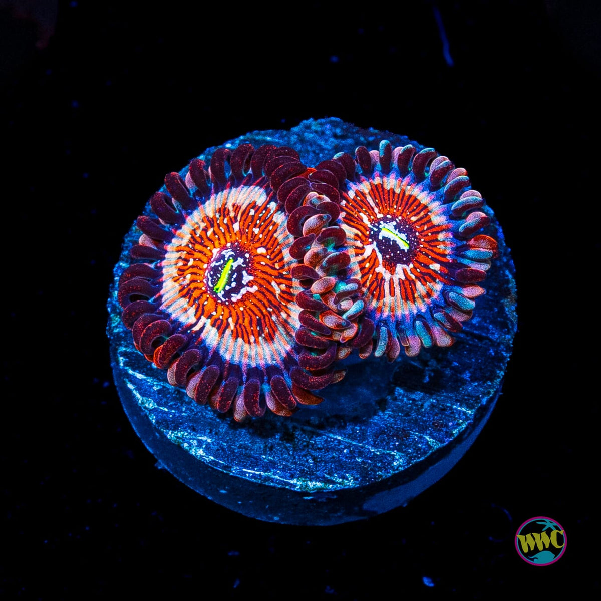 Salted Agave Zoanthids