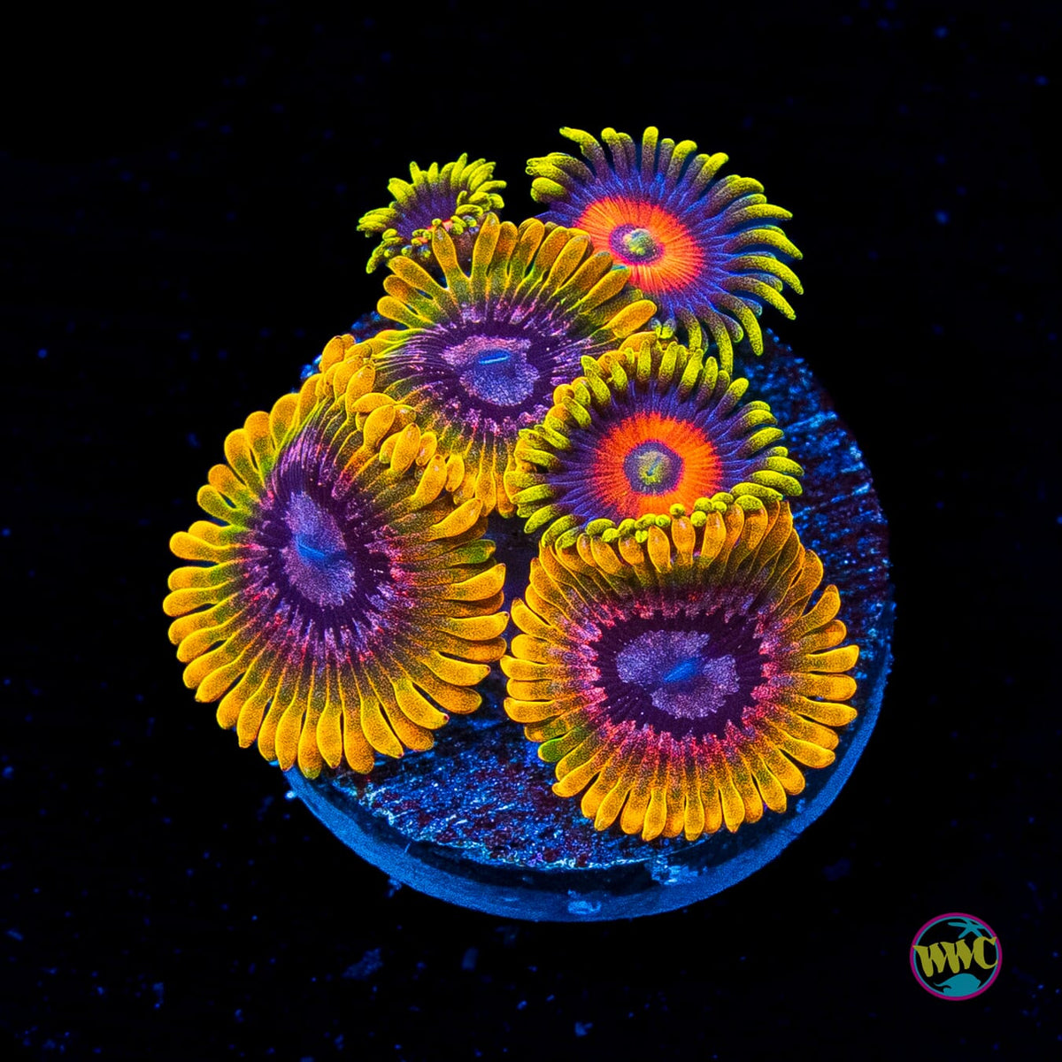 Jason Fox Acid Reflux and Eagle Eyes Combo Zoanthids