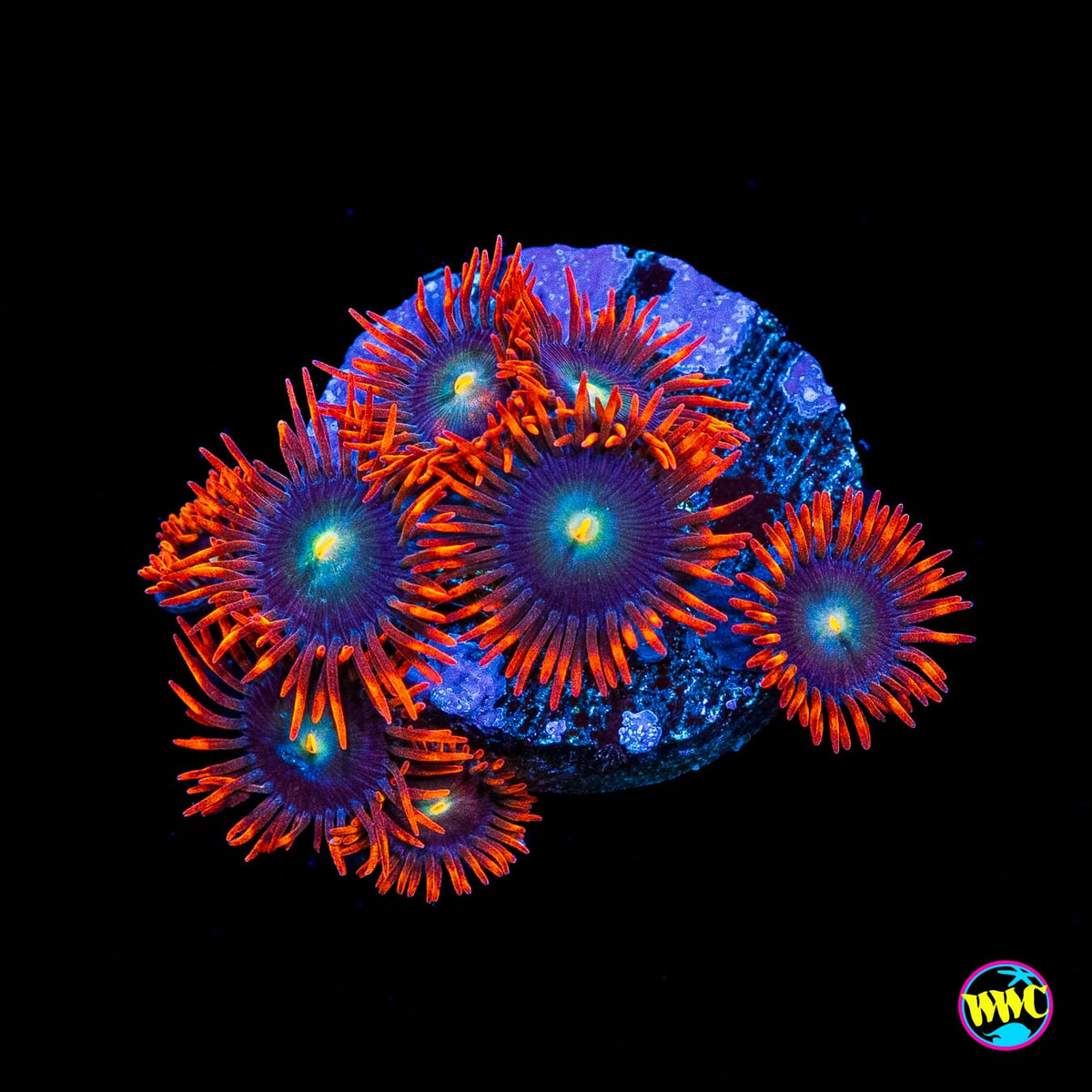 WWC Wildfire Zoanthids