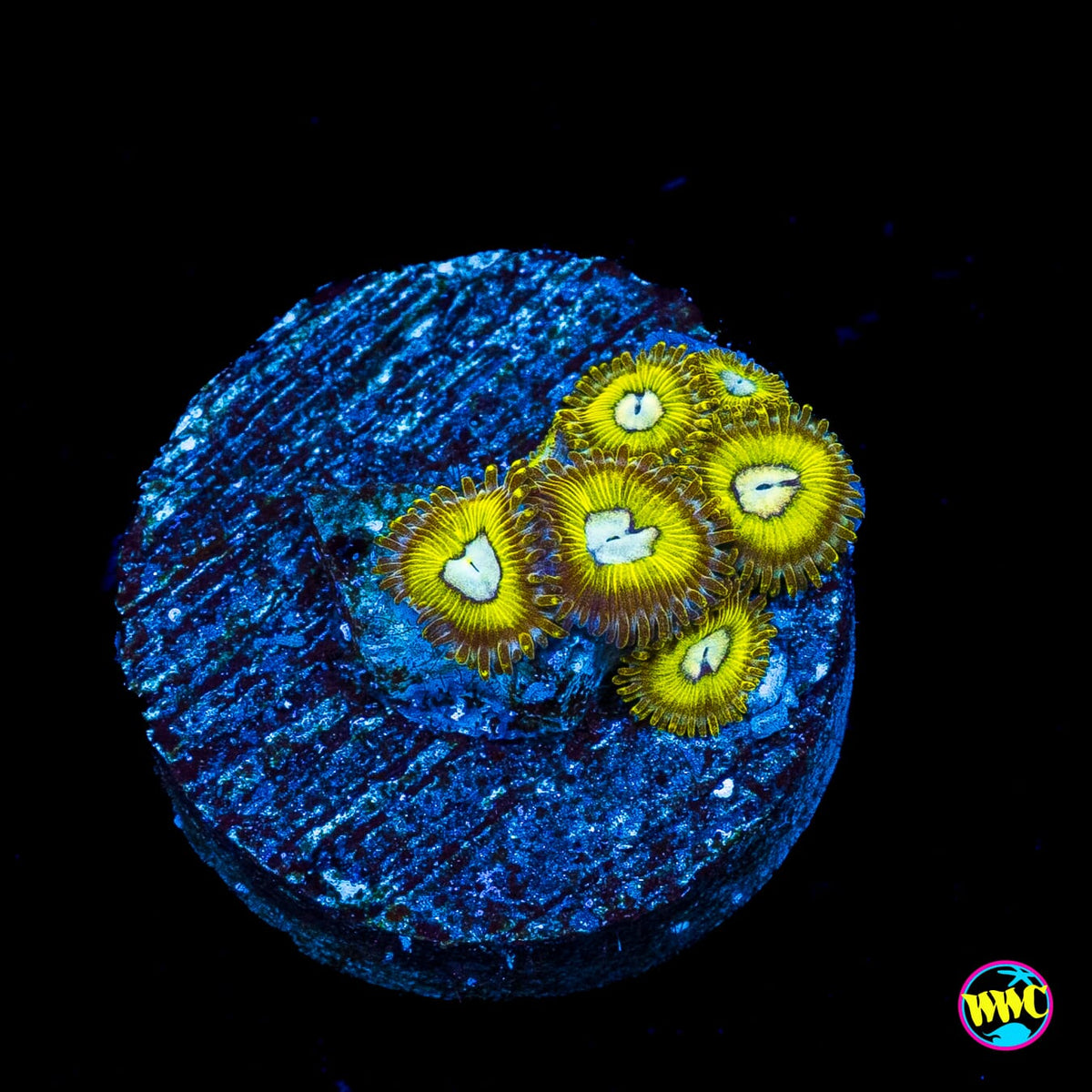 Pikachuz Zoanthids