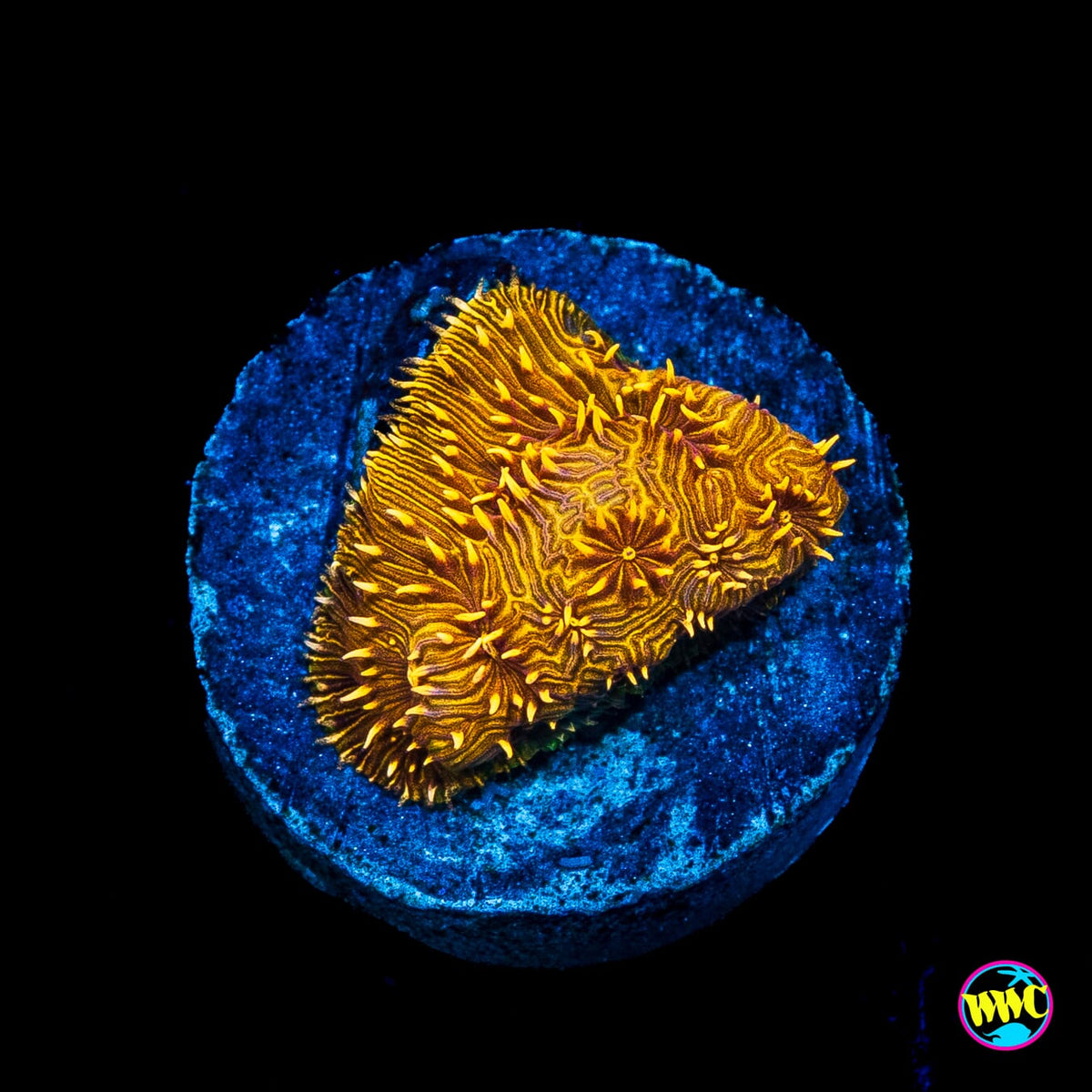 WWC Copper Pavona