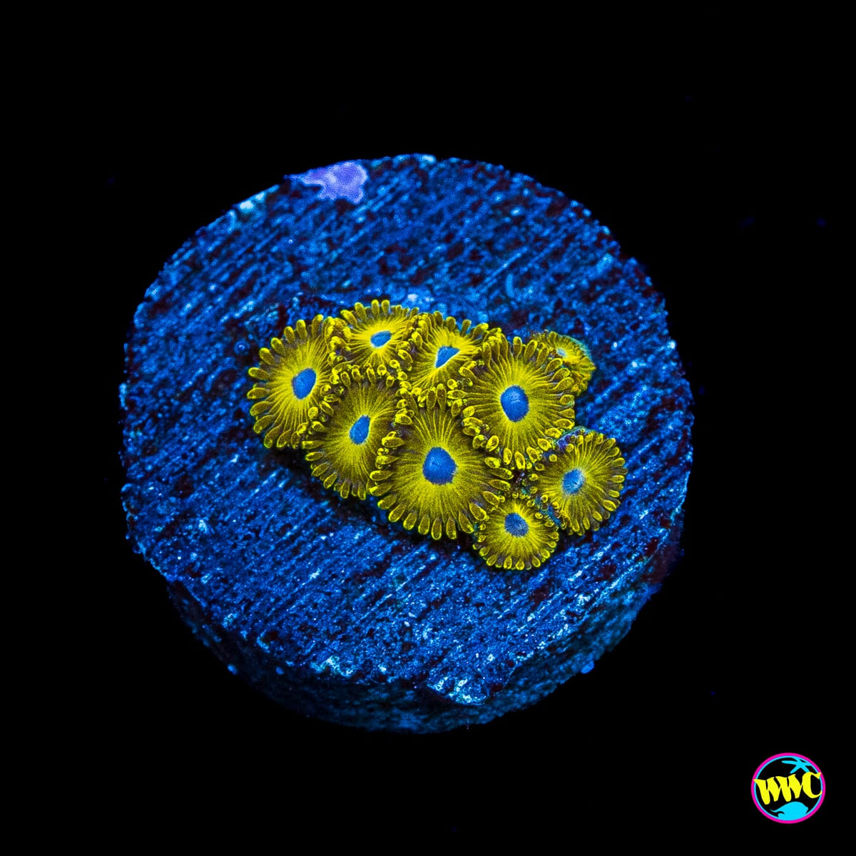 WWC Canary Island Zoanthids