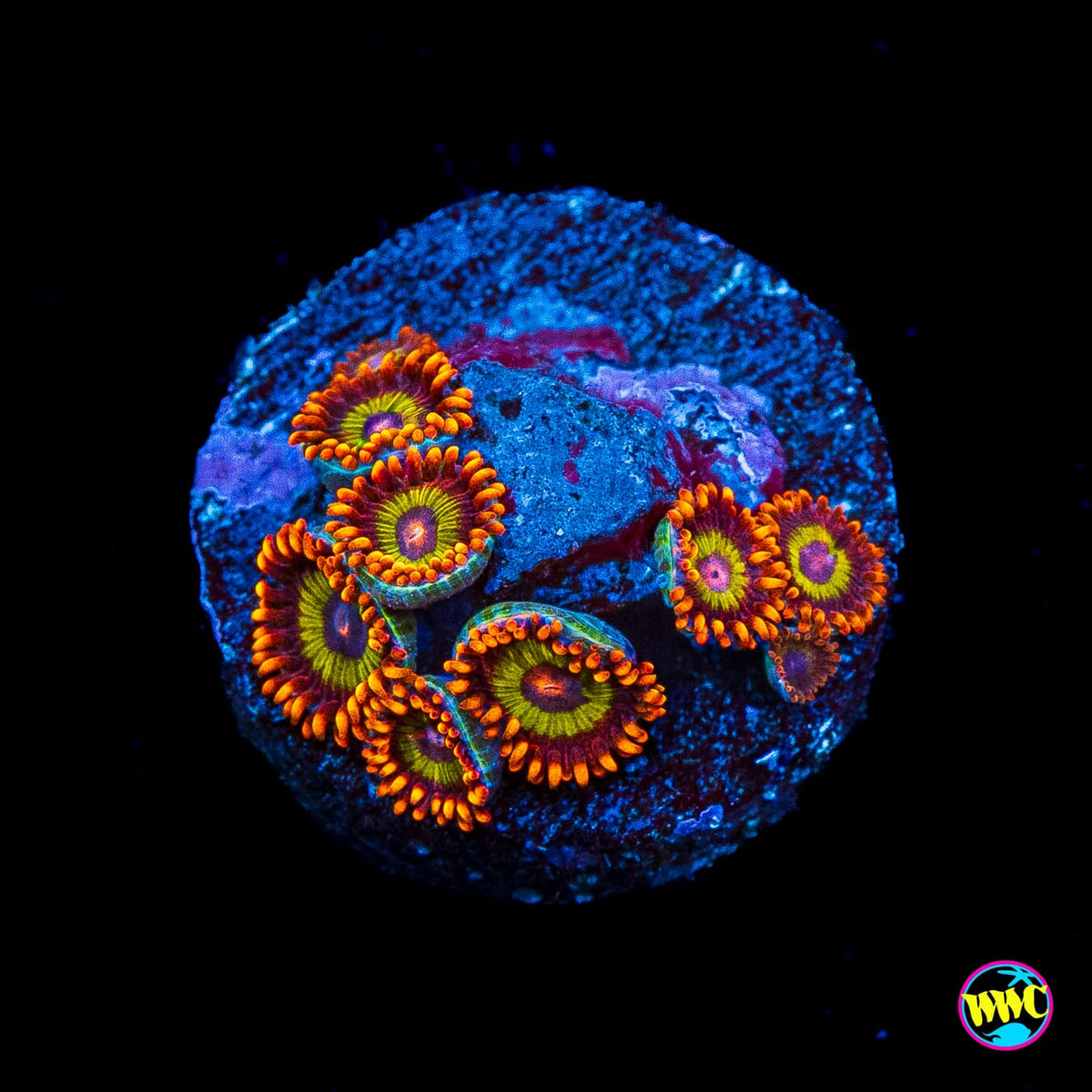 Ultra Fruit Loopz Zoanthids