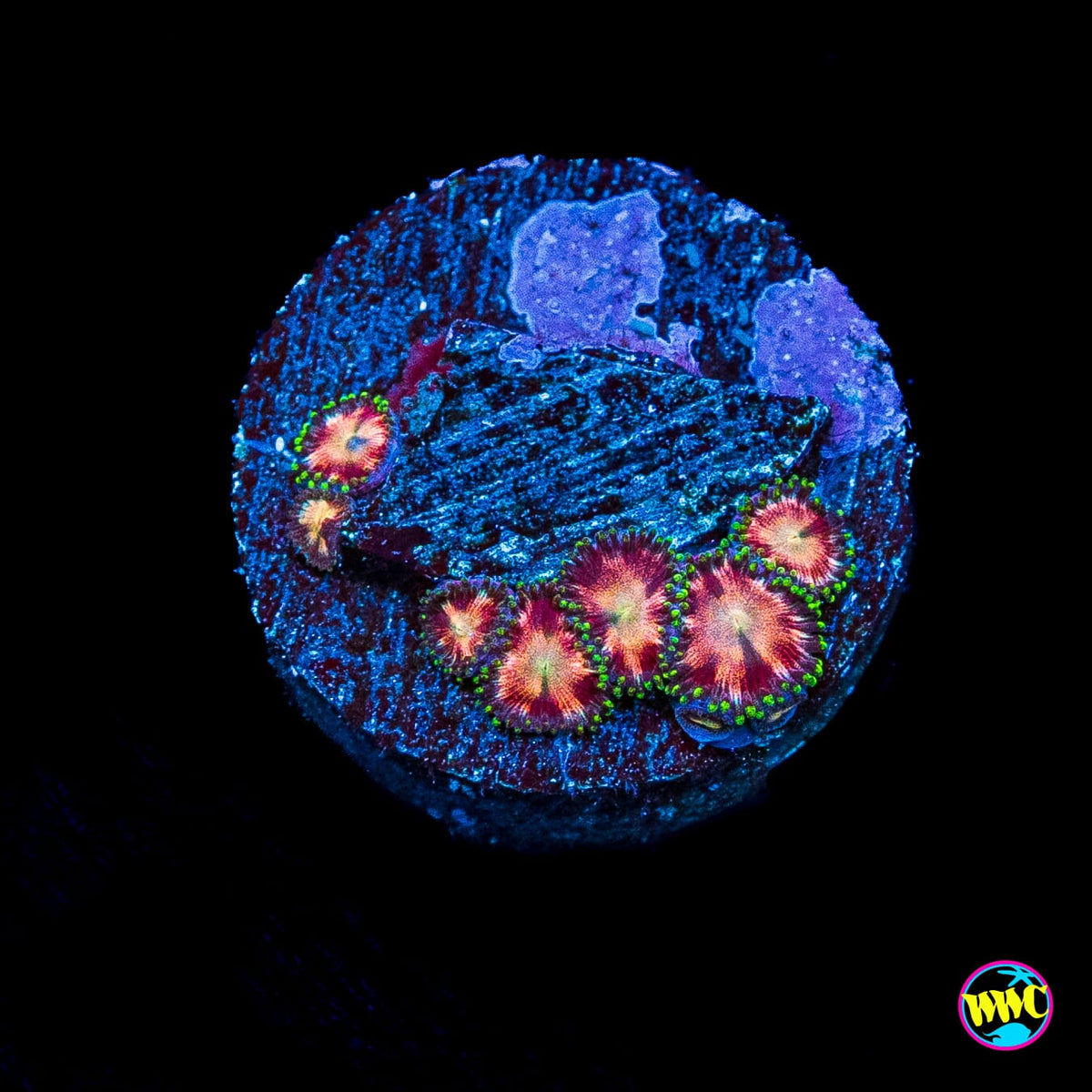 WWC Candy Stripe Zoanthids