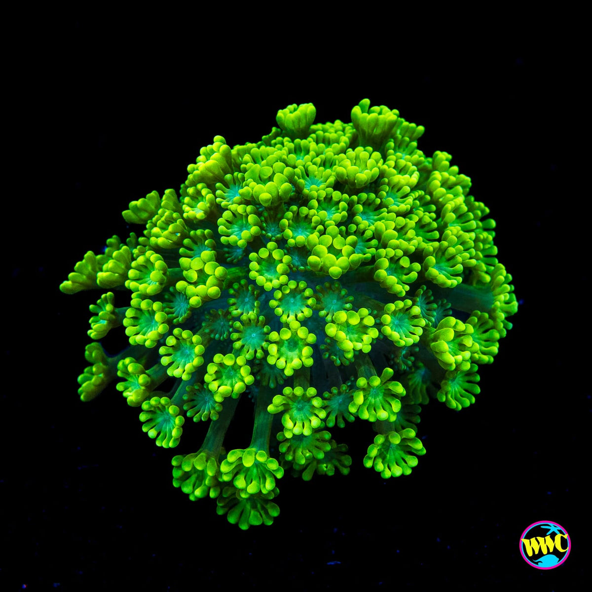 WWC Irish Jig Alveopora