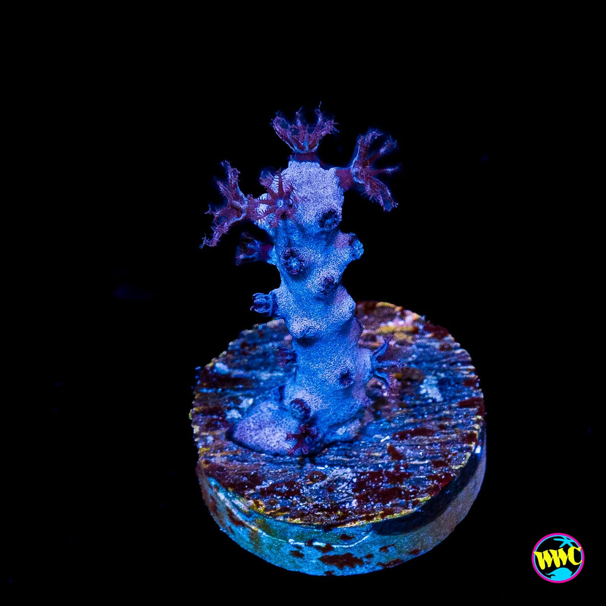 Tracy Morgonian Gorgonian