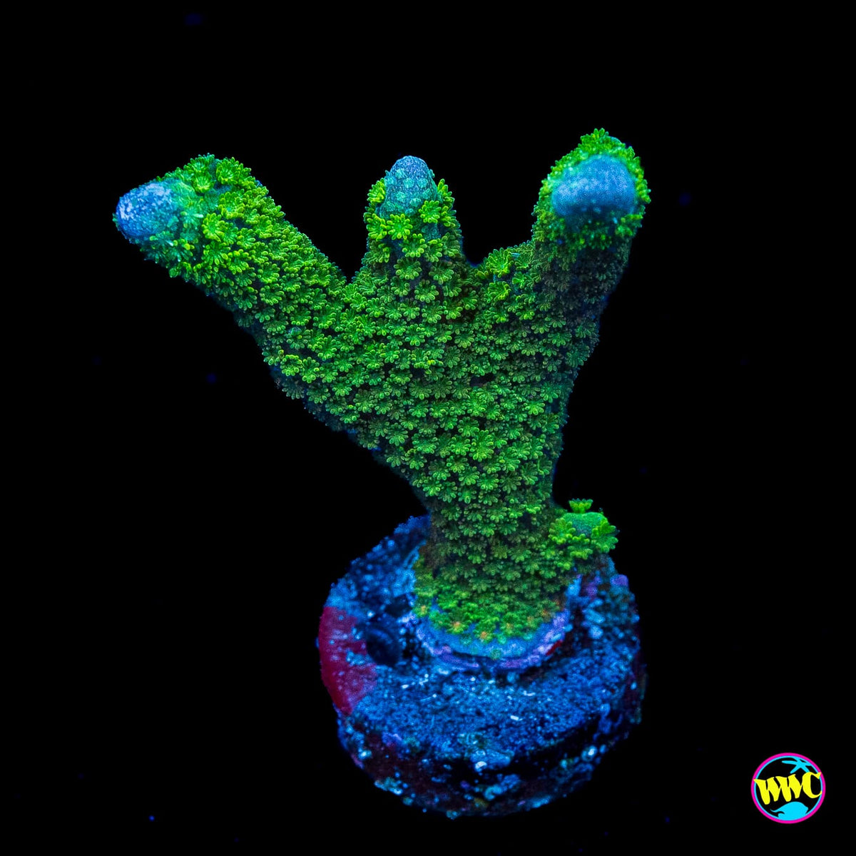 Green Digitata Montipora