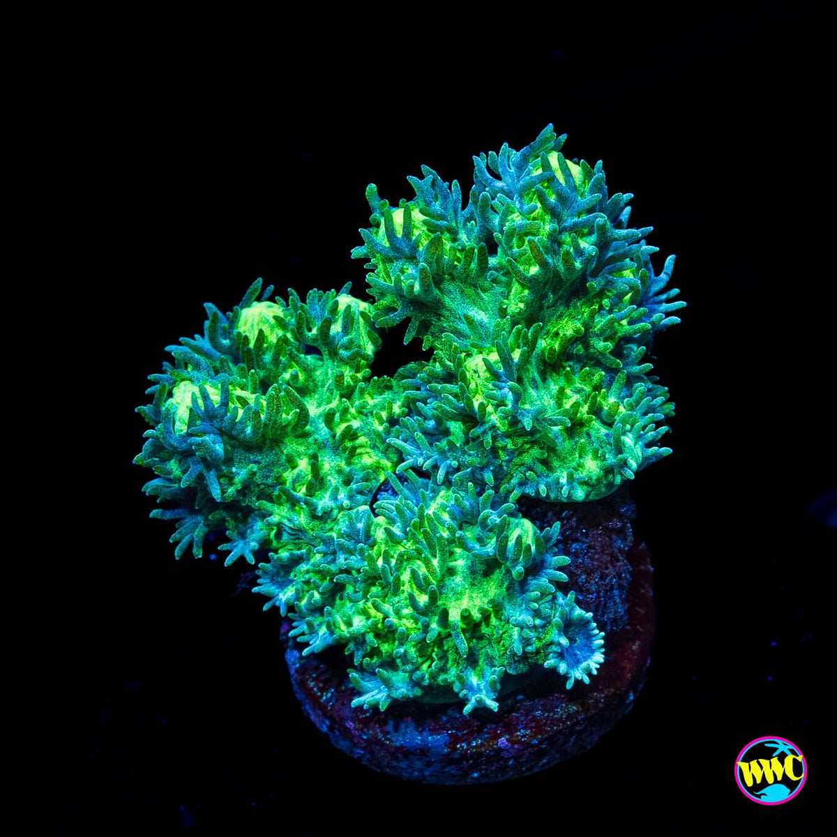 WWC Glowstick Hydnophora
