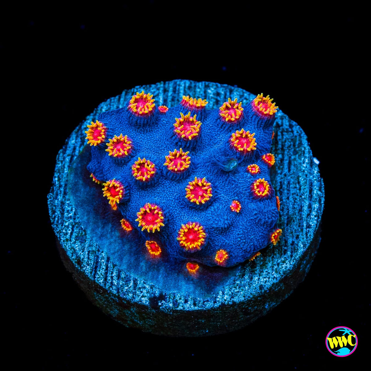 WWC Bizarro Cyphastrea