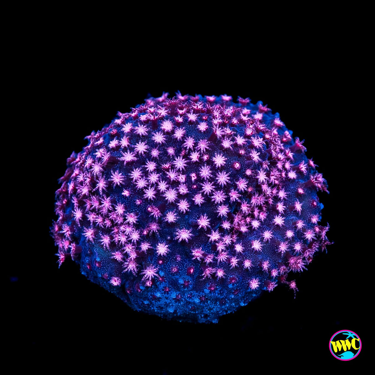 JC Pink Polyp Stylocoeniella