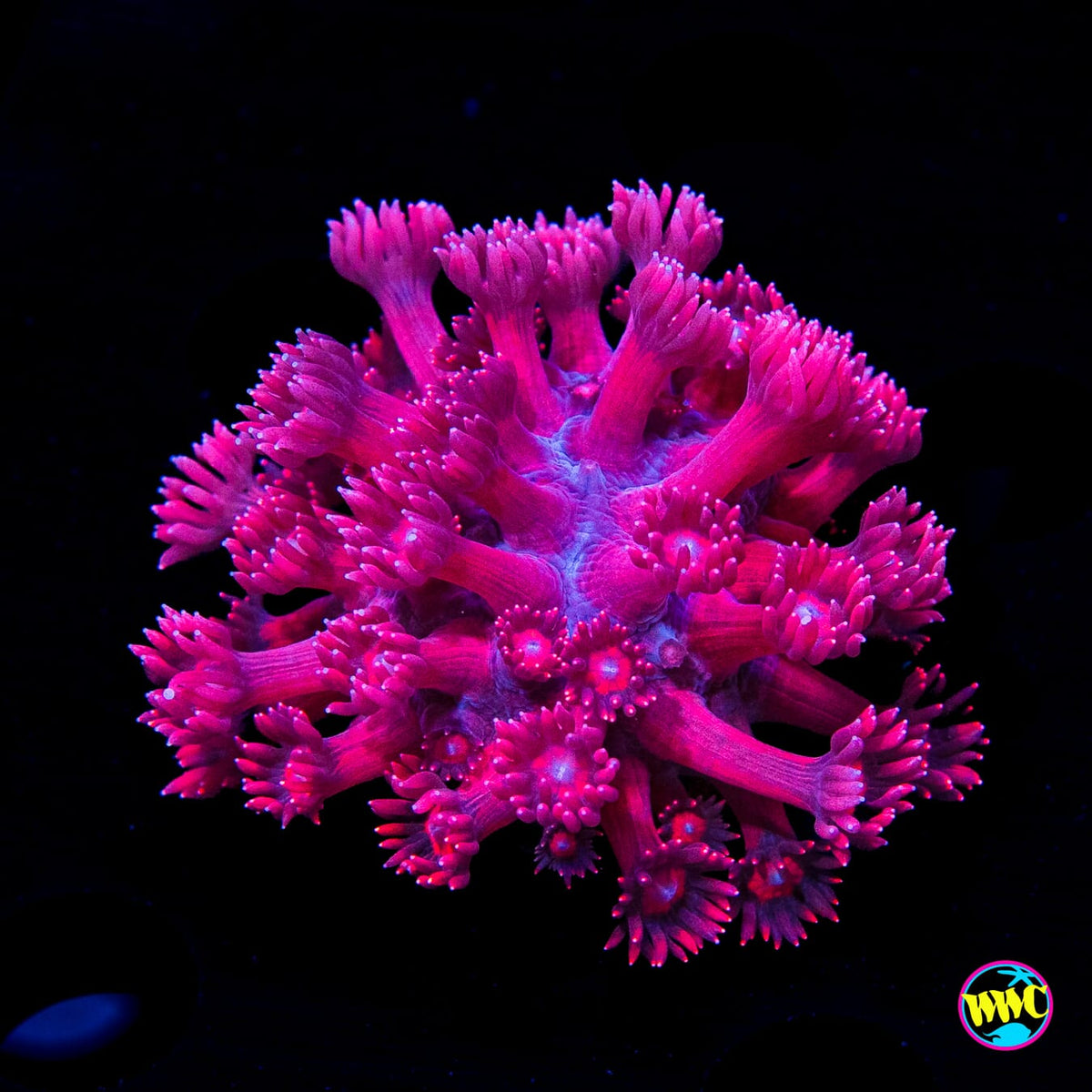 Pink Flamingo Goniopora