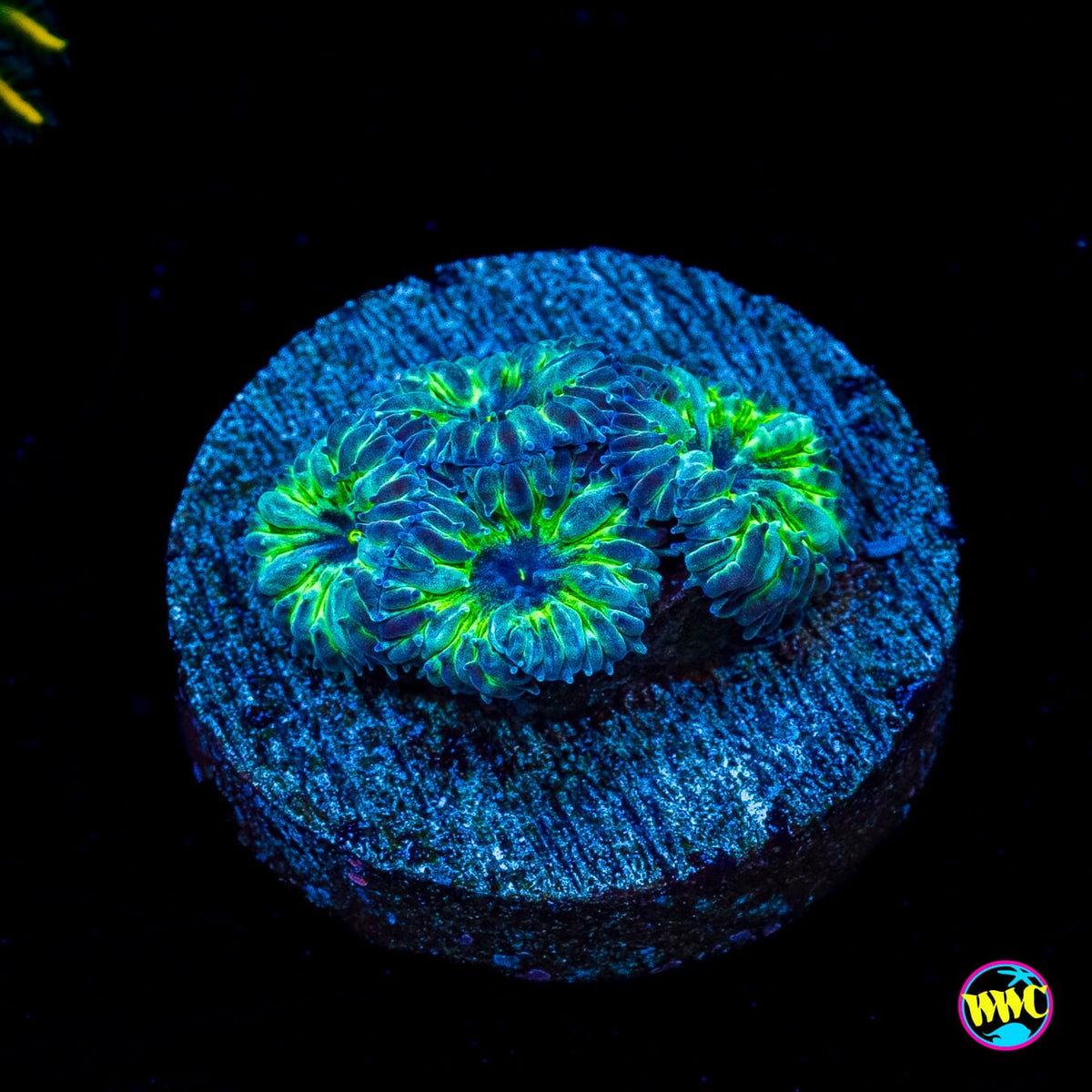 WWC Starlight Merletti Blastomussa