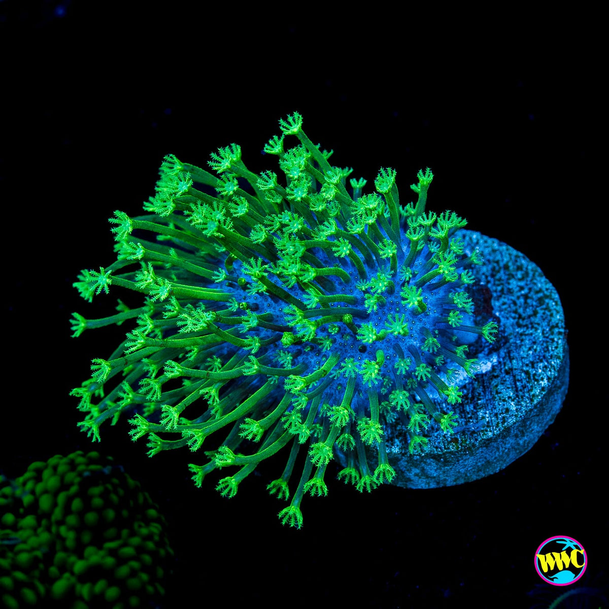 WWC Neon Polyp Toadstool Leather