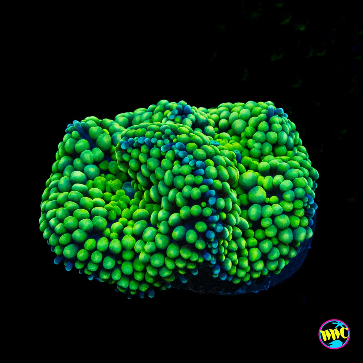 Nuclear Neon Ricordea Mushroom
