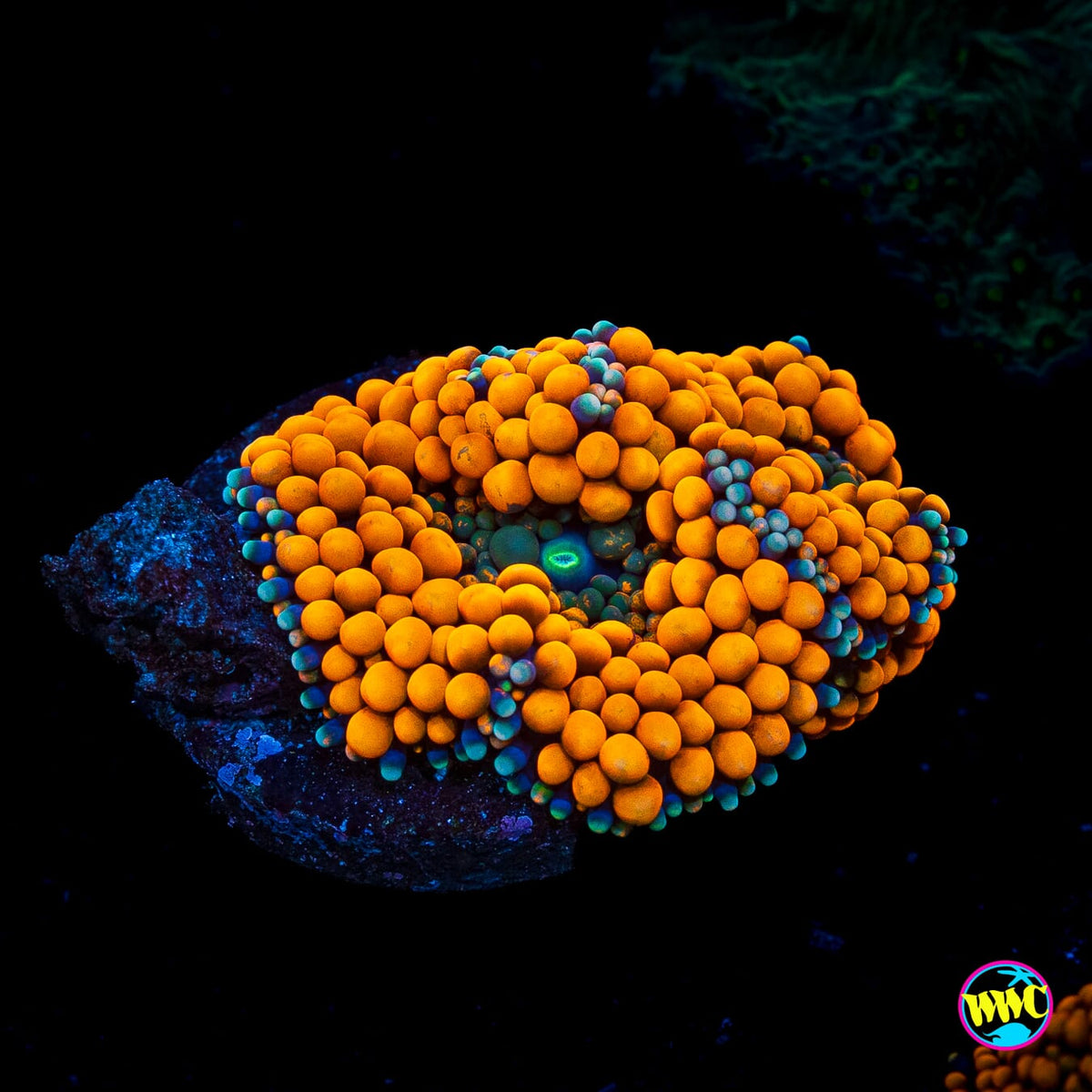 Serendipity Ricordea Mushroom