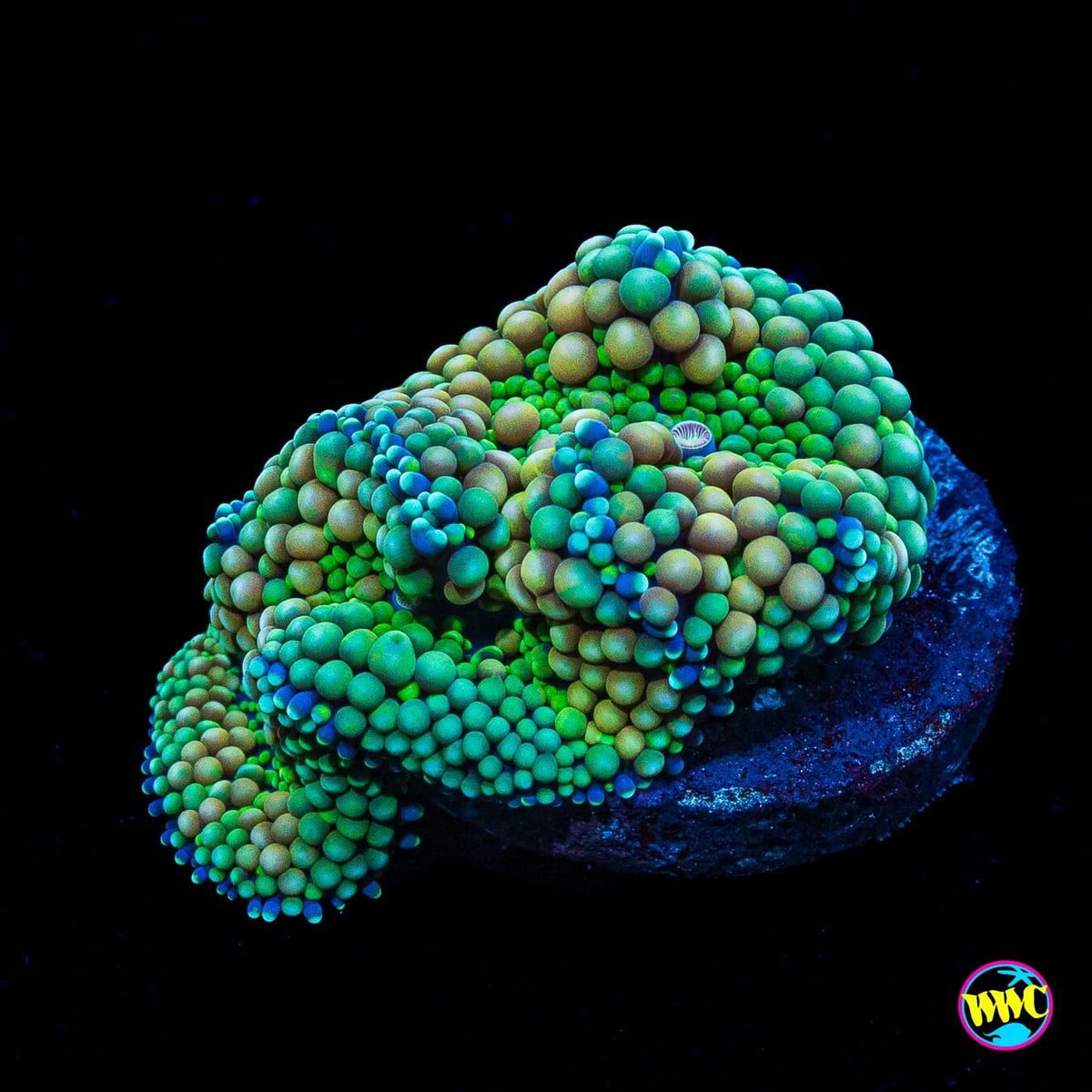 Peachy King Ricordea Mushroom