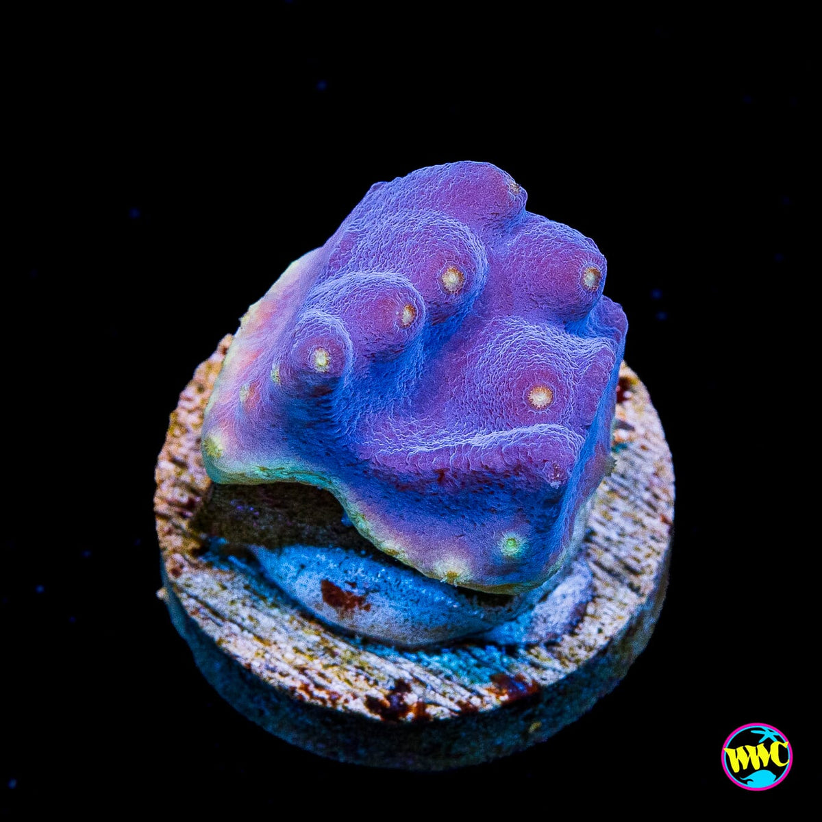 WWC Lakerz Turbinaria