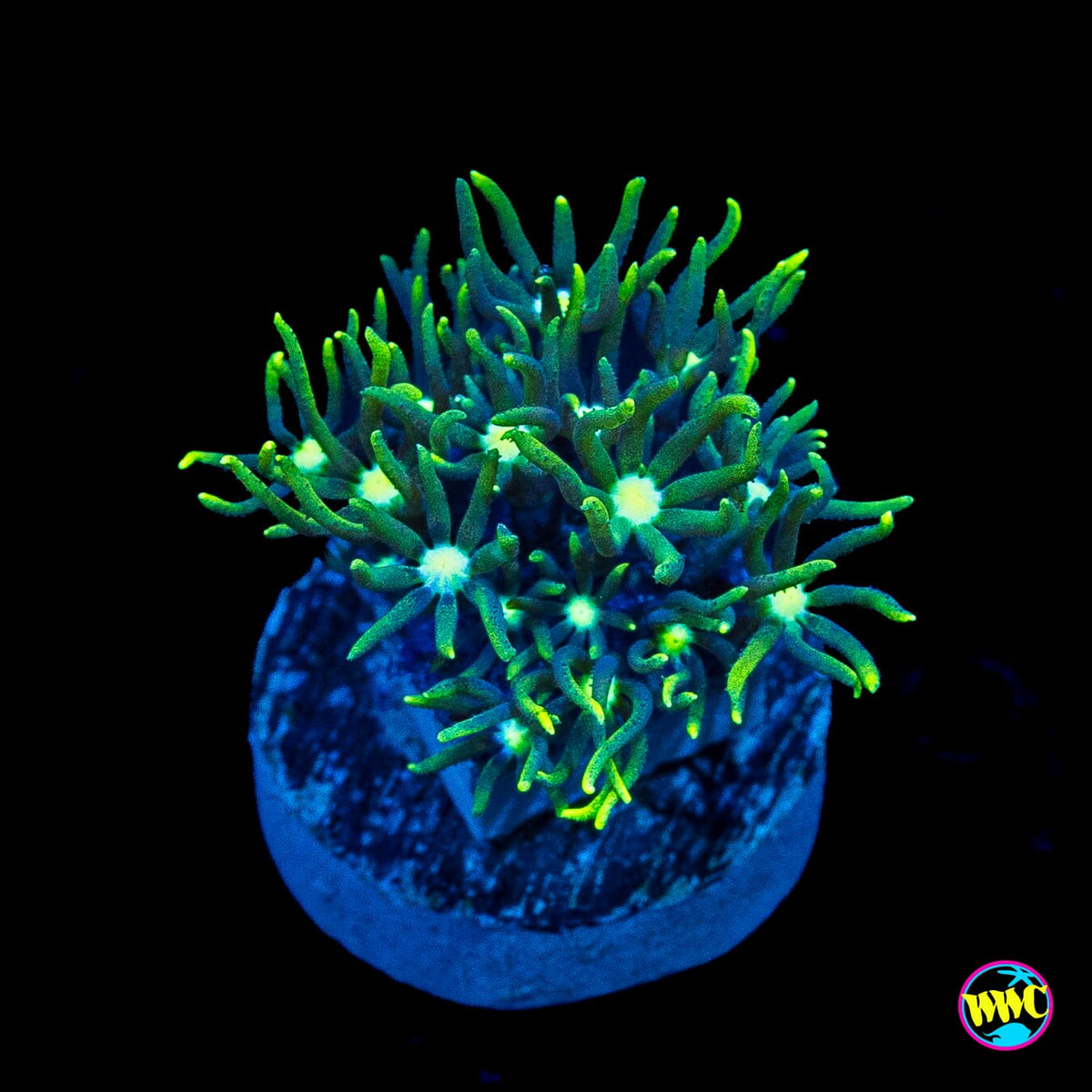 Neon Green Star Polyps