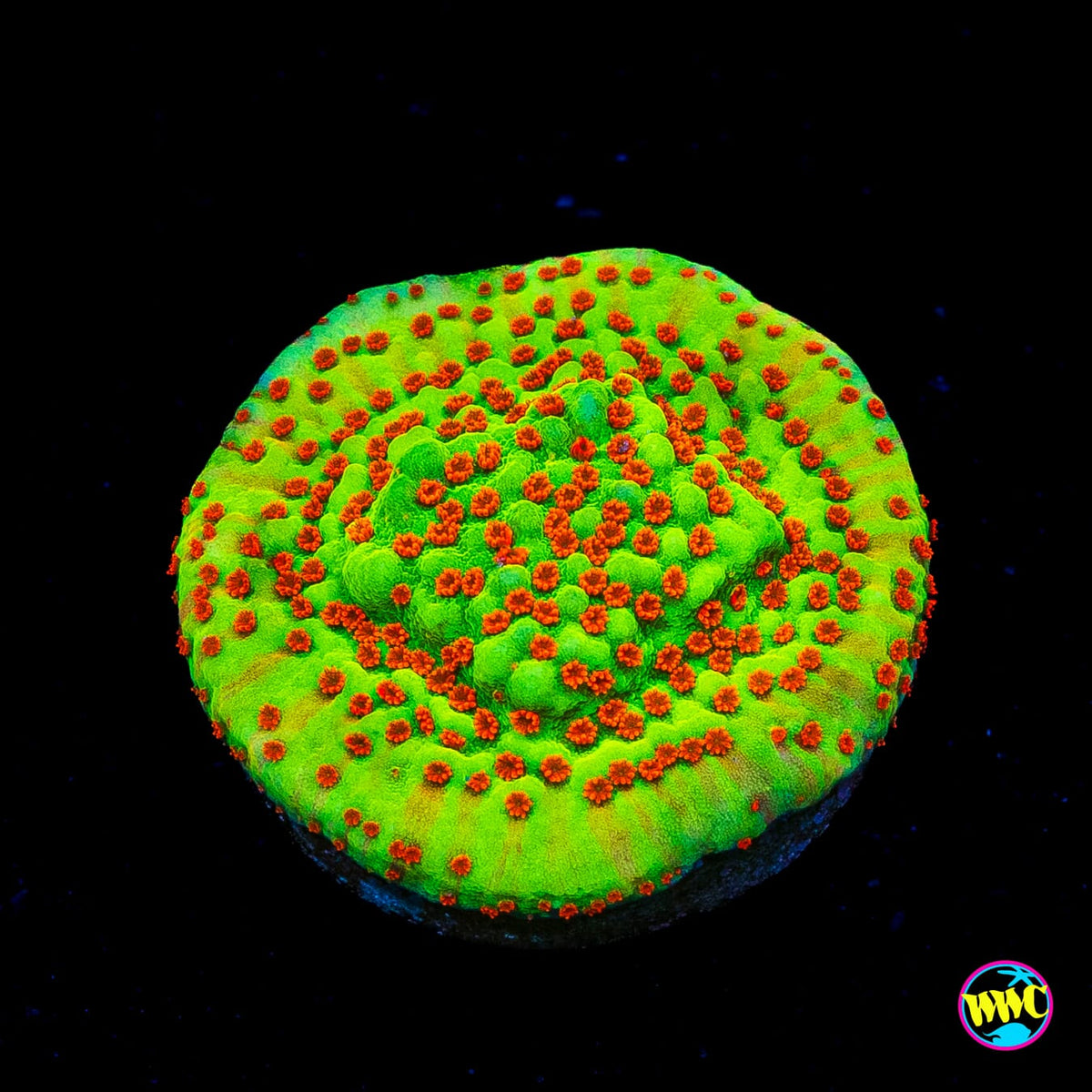 WWC Spicy Banana Montipora