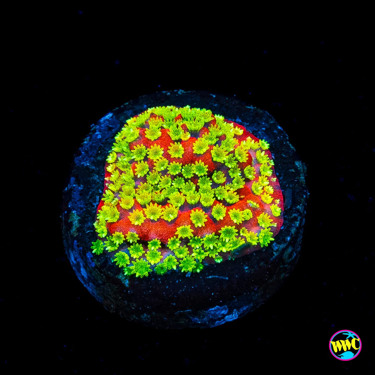 Sunset Montipora