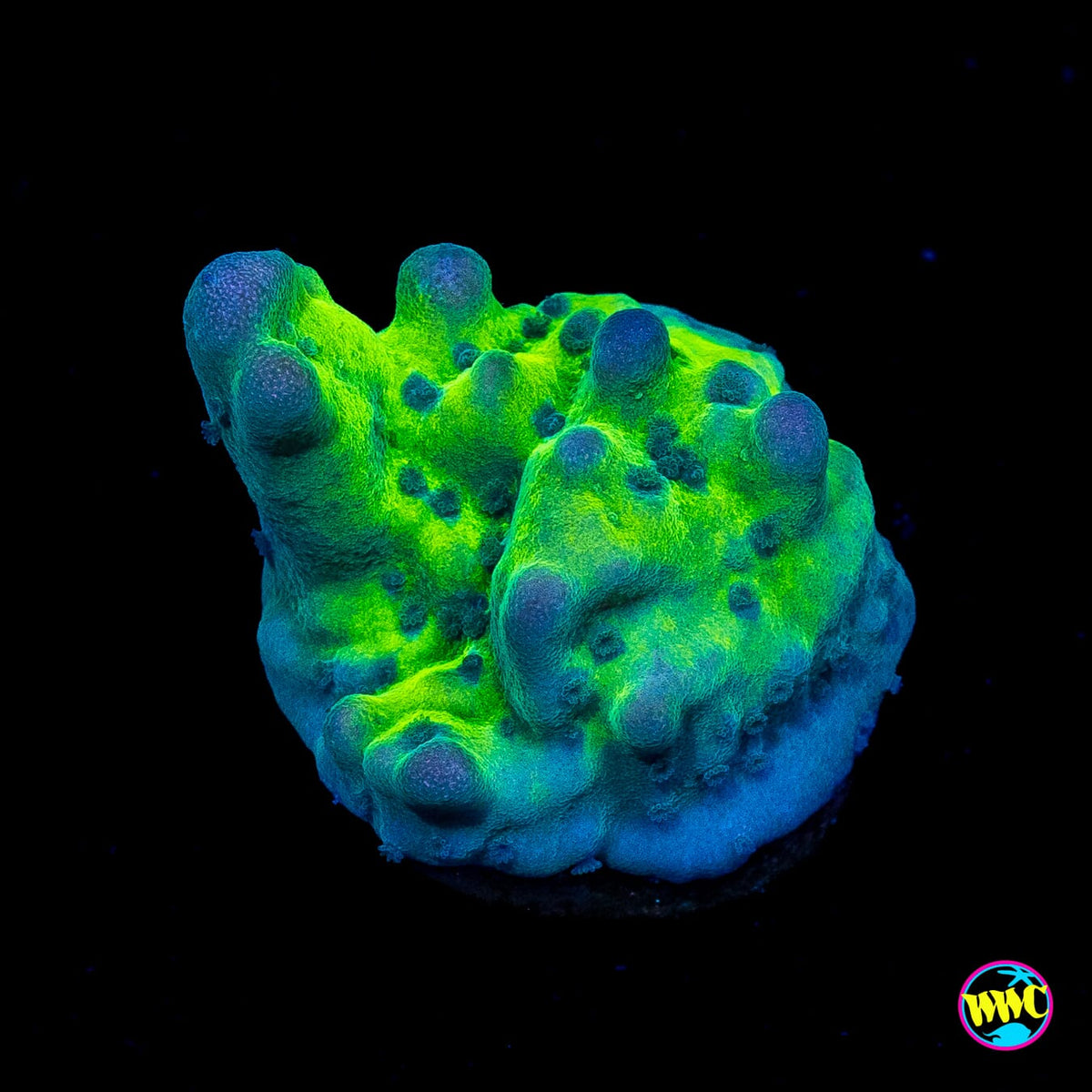 WWC Lucky Charmz Montipora