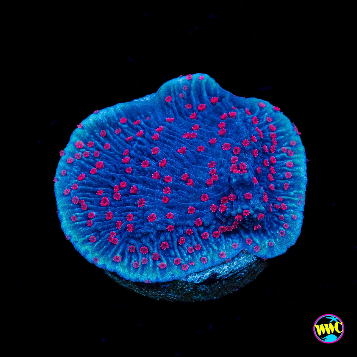 Red Roses Montipora