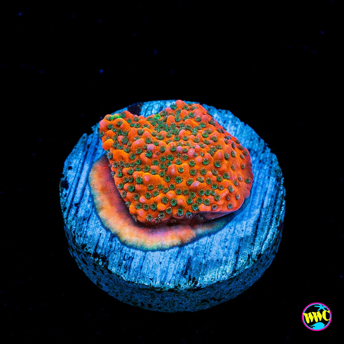 WWC Megachrome Montipora