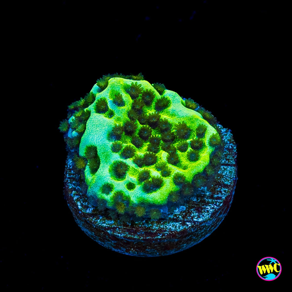 Neon Spongodes Montipora