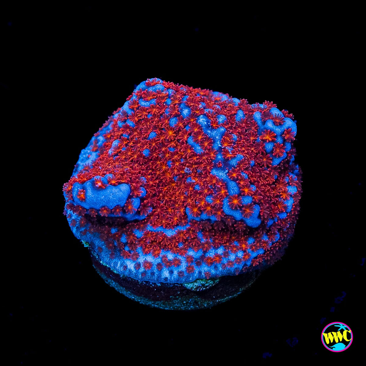 WWC Superman Montipora
