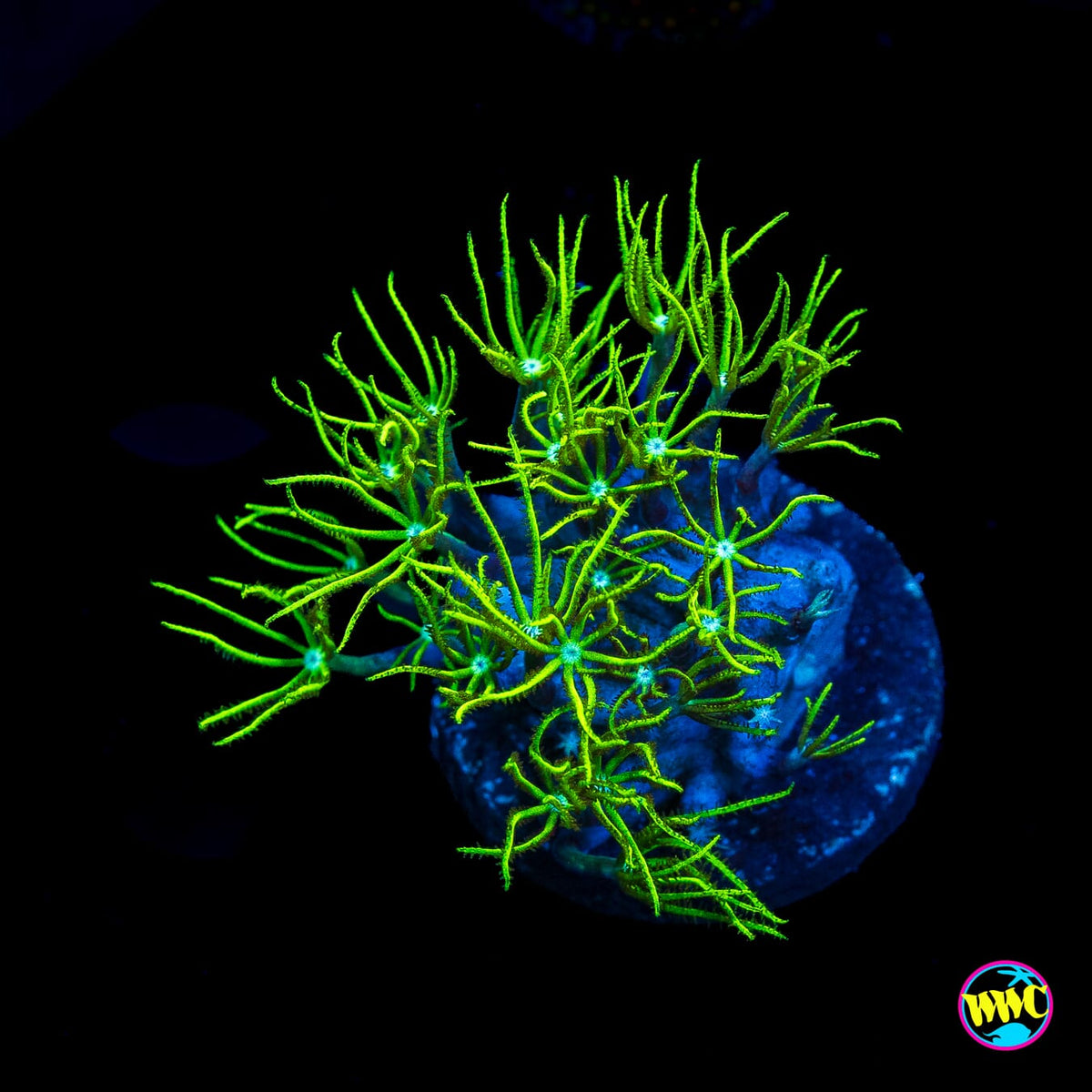 WWC Sizzling Star Polyps