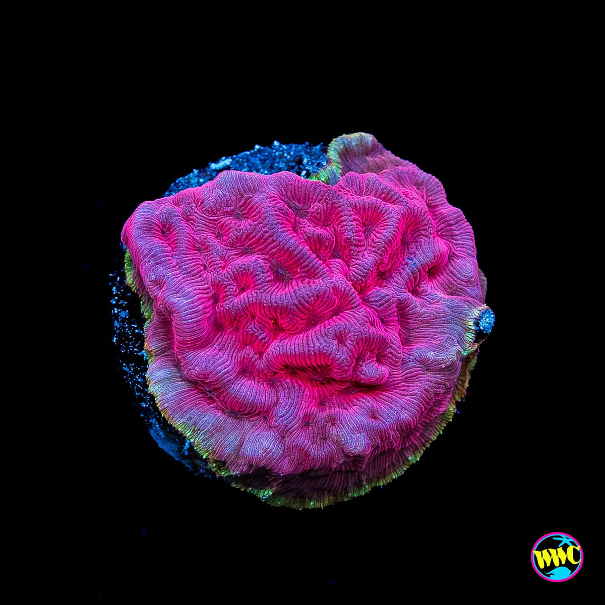 WWC Pink Flamingo Leptoseris