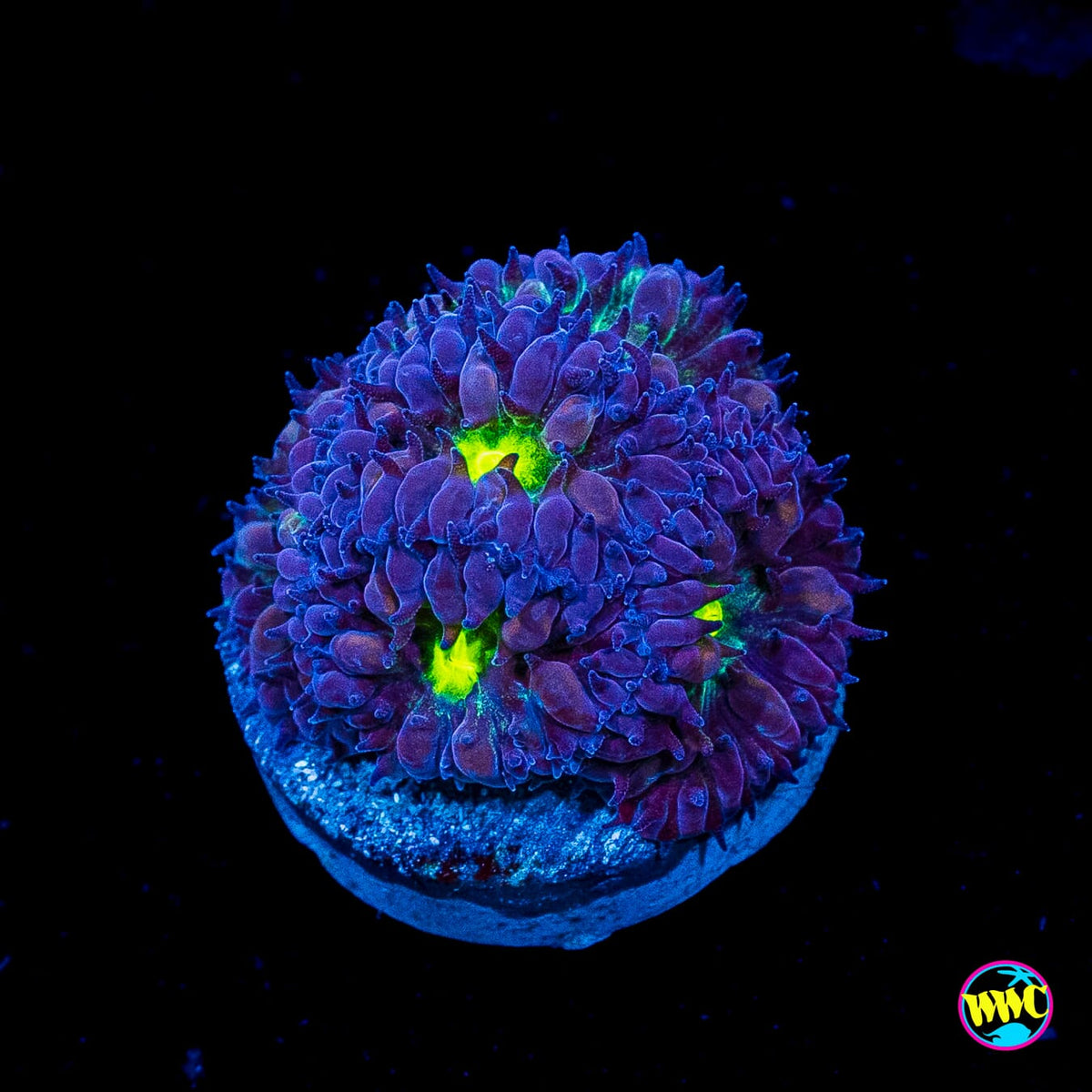 Twilight Merletti Blastomussa