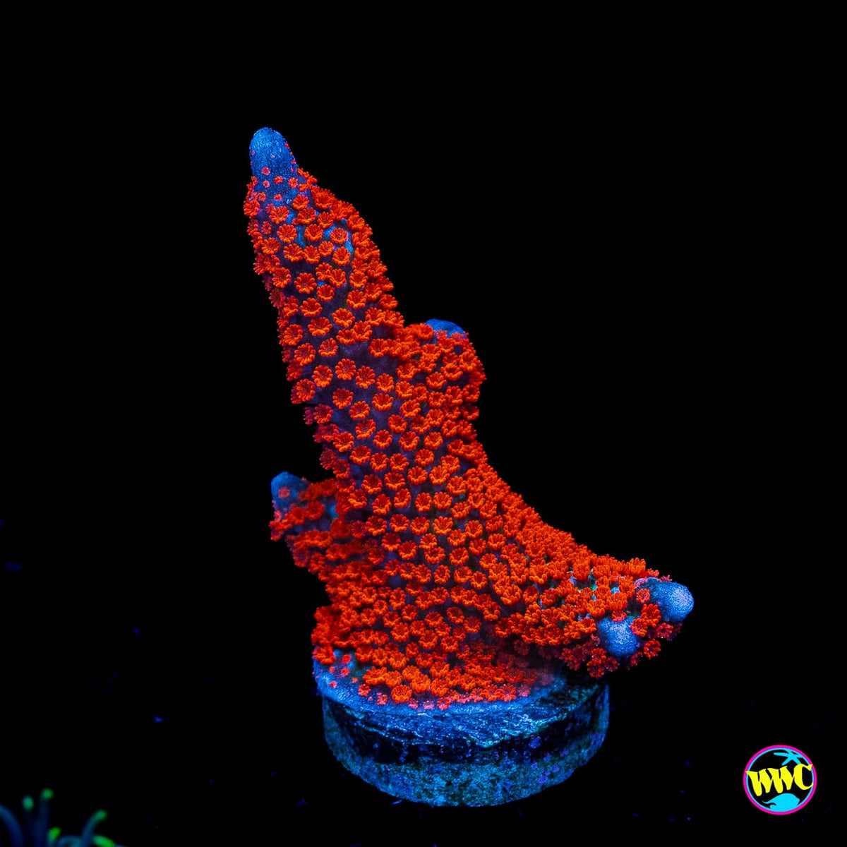 Superman Digitata Montipora