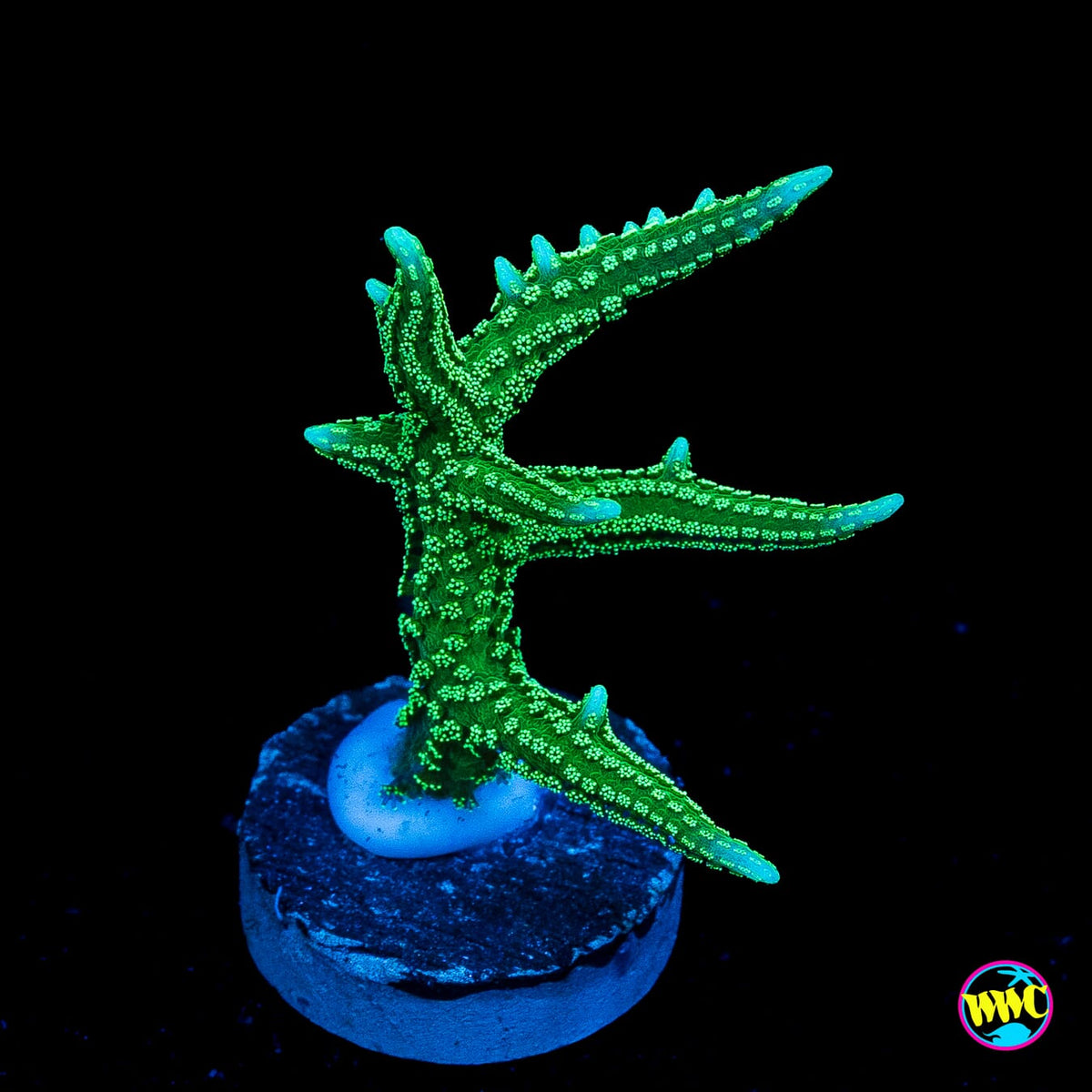 RF Jade Dragon Birdsnest