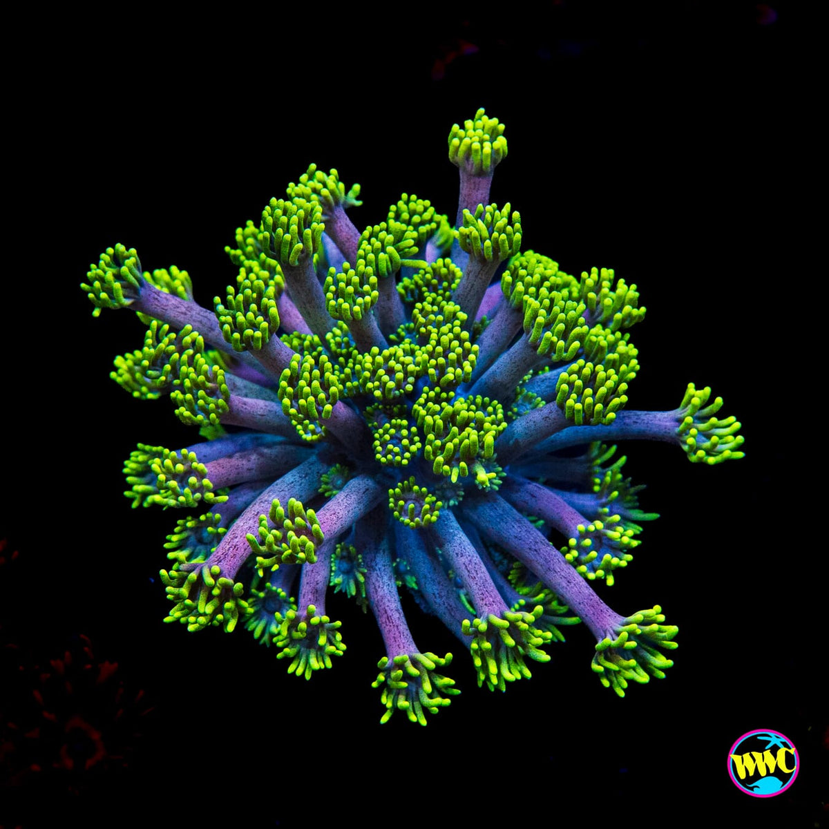 WWC Hail Hydra Goniopora