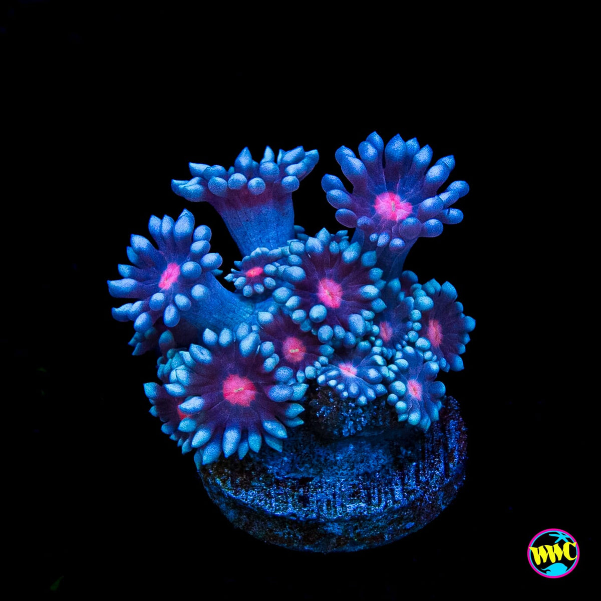 Bloodshot Goniopora