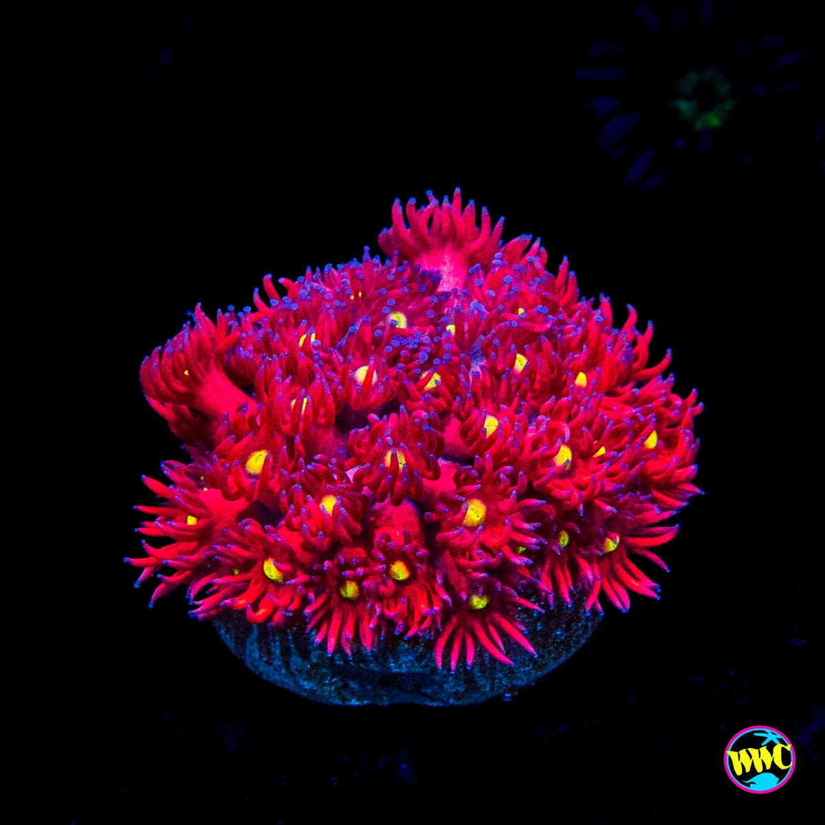 WWC Raspberry Bonkerz Goniopora