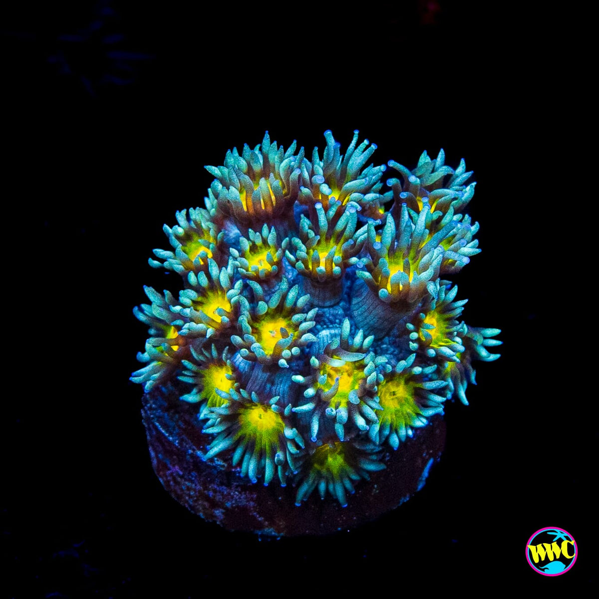 Lemon Head Goniopora