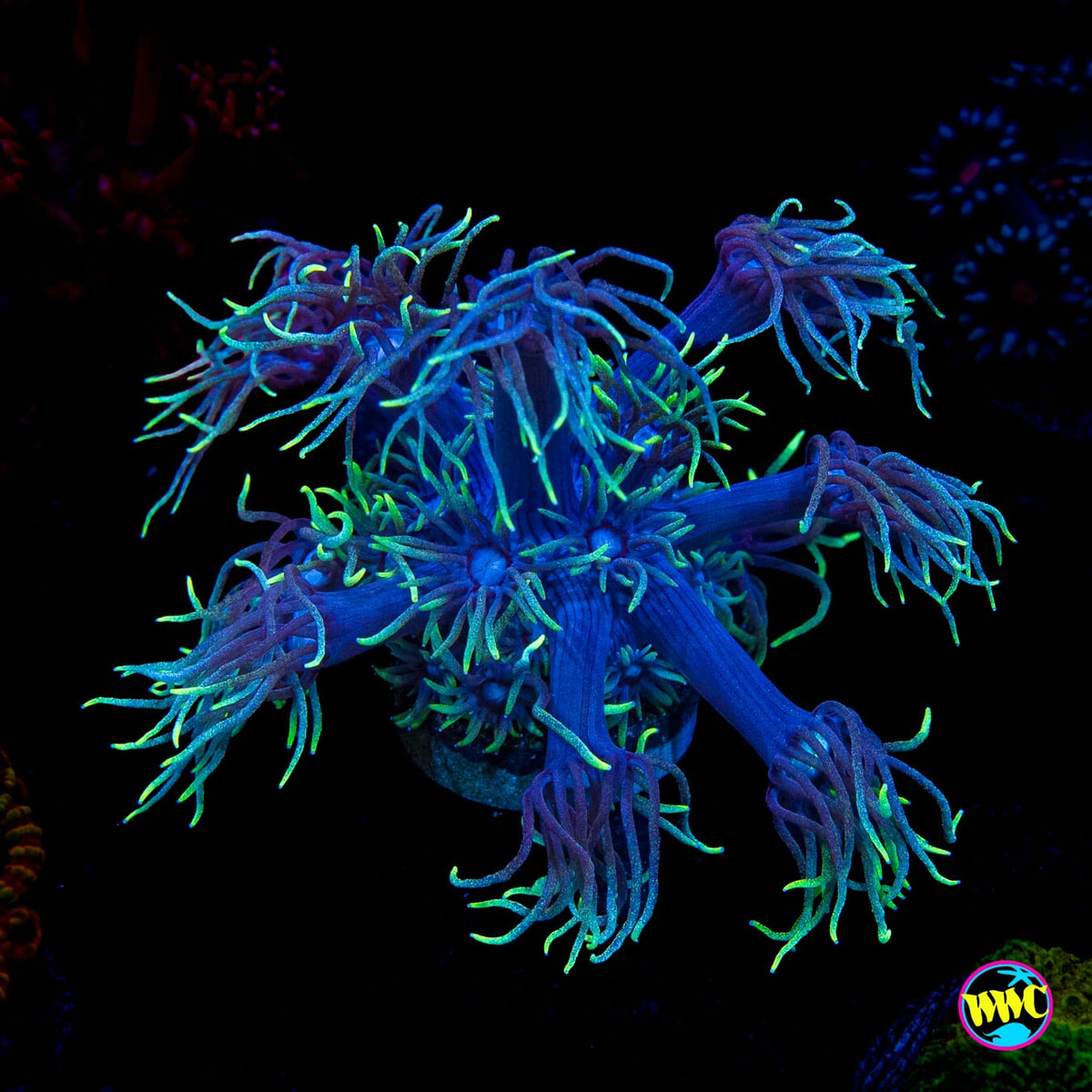 WWC Witches Fingers Goniopora