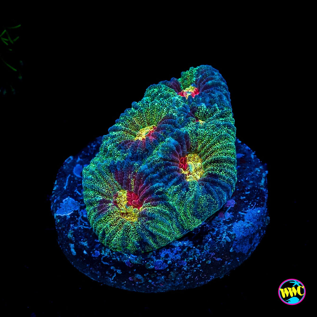 WWC Mint Massacre Favia