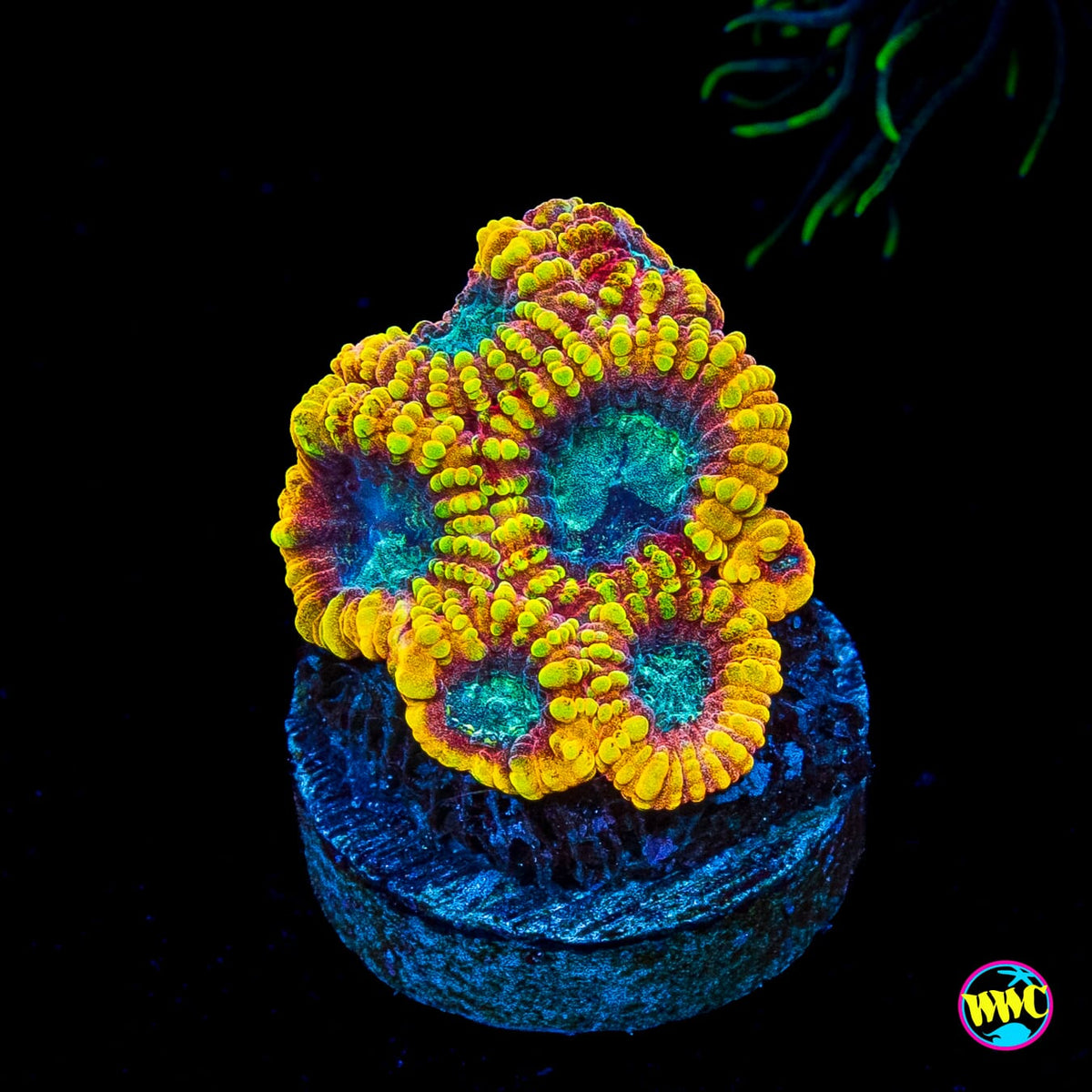 Yellow Submarine Favia