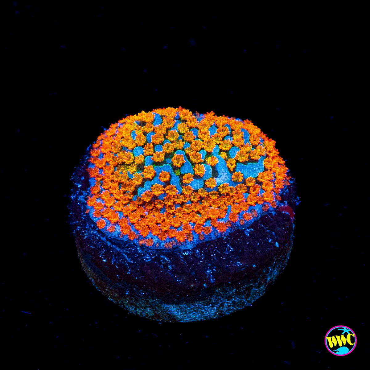Jason Fox Fruity Pebbles Montipora