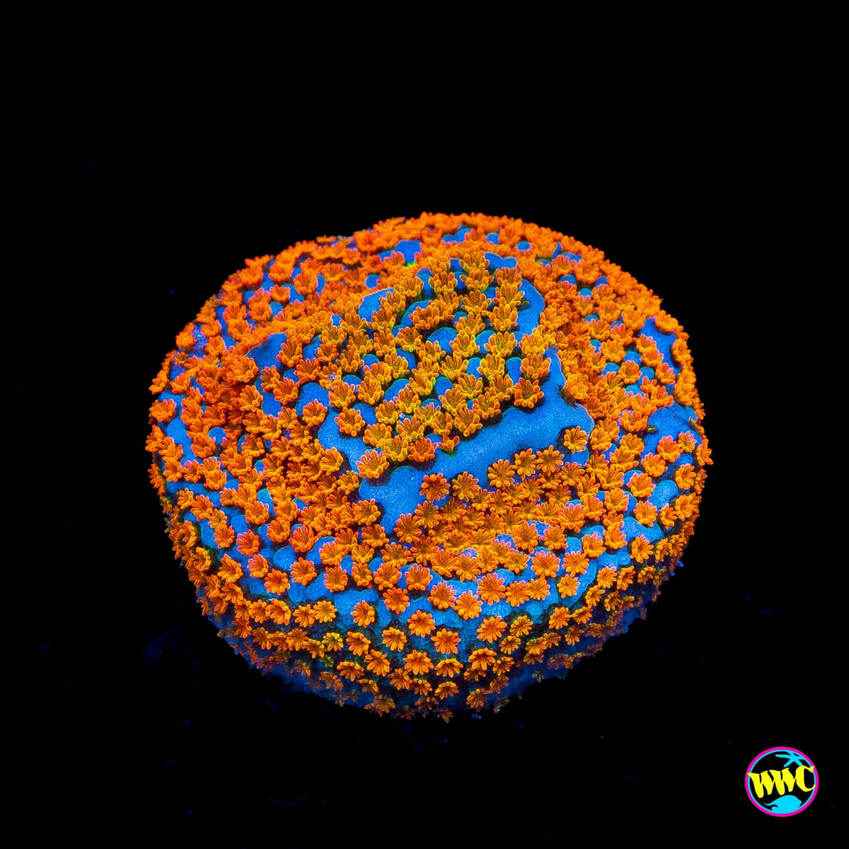 Jason Fox Fruity Pebbles Montipora