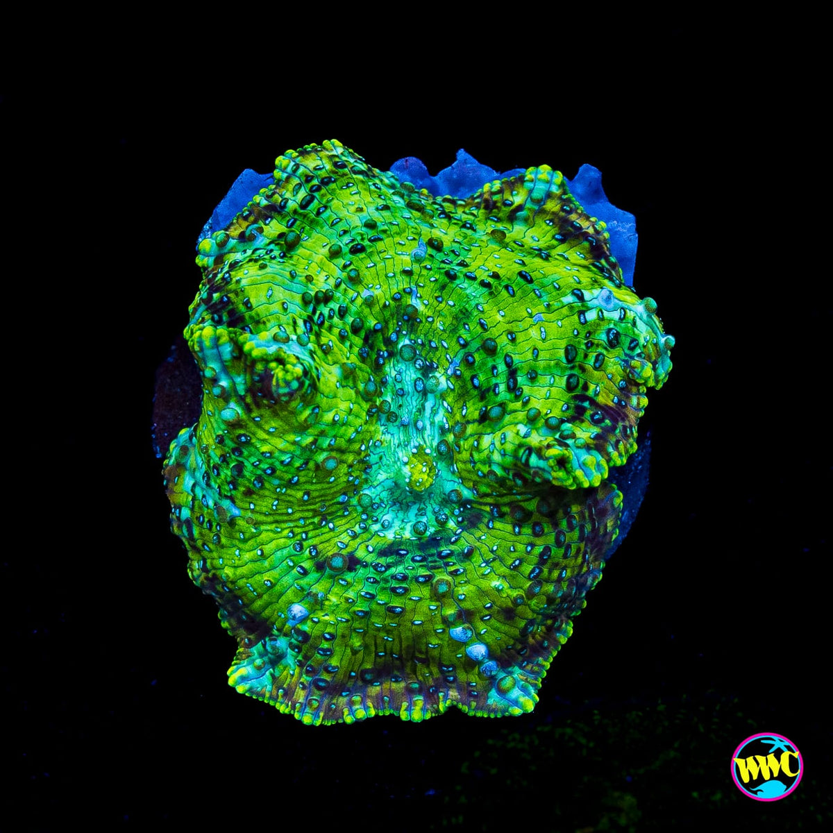 Lemon Lime Tree Disco Mushroom